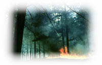 лесной низовой пожар