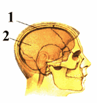 Неподвижные кости черепа предохраняют головной мозг от повреждений