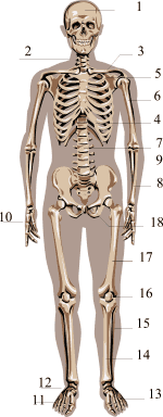 скелет человека - вид спереди